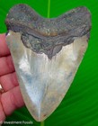 Megalodon Shark Tooth  4 30    Real Fossil Xl Big Megladon No Restorations