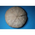 Clypeus Ploti     British Jurassic Echinoid