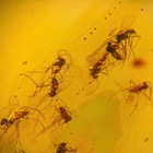 Swarm In Burmese   Burmite Amber Fossil   100  Genuine Amber