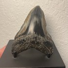 Megalodon Tooth Real Shark Tooth Fossil Polished Pyrite Inlay 4 1    