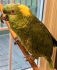 Zupreem Fruitblend 17 5 Pound Fresh Pellets Food Parrot Fruit Blend Medium Large