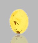 Fulgoroidea  planthopper  - Fossil Insect Inclusion In Dominican Amber