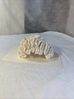 Brain Coral Reef Specimen 5 Lbs 27  Natural White Fossilized Mineral 9 5 X 8 X 5