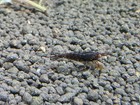 5 Orange Eye Chocolate Demon Neocaridina Aquarium Shrimp Live Guarantee 