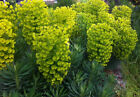Euphorbia Characias Sub  Wulfenii 100 Seeds  