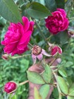 Red Rose Flower Petals Powder Natural Herbal Rosa Canina Tea Skin Care Face Pack