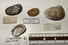 Haliotis Sp  Group   Great Condition   4 Shells species  Mixed Locations