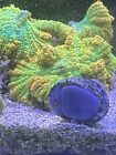 100 Caribbean Zebra Nerite Snail Live Clean Up Crew Fresh Or Saltwater