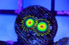 10 Pack Of Zoanthids - Wysiwyg