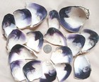1 Pound Of Large Pieces Of Quahog wampum Shells Superior Quality Great Color