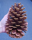25  X  Large Georgia Pine Cones      Hand Select Perfect Cones       Fast Shipping