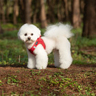 Small Dog Breathable Mesh Harness Soft Reflective Puppy Vest Chest Strap Xxxs-l