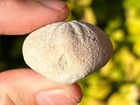 Florida Fossil Echinoid Eupatagus Antillarum Sea Urchin Eocene Age