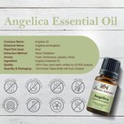 Angelica Essential Oil 100  Pure Natural Premium Therapeutic Grade Undiluted