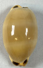 Lyncina Carneola 45 4mm Cowrie Shell Glossy Peach Indopacific Collector Specimen
