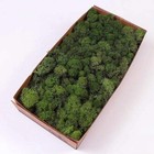 Preserved Reindeer Moss Natural Green Diy Kit Gardenning Art 0 85 Lb Green-06