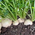 White Egg Turnip Seeds  Non-gmo  Heirloom  Variety Size Packets  Free Shipping