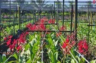 3 Branches Mokara Topred Orchidaceae Red Color