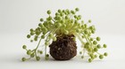 Senecio Rowleyanus String Of Pearls Rooted Starter Plant Buy 2 Get 1 Free