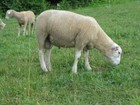 White Washed Texel Wool Roving -   Free Shipping