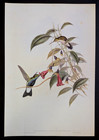 John Gould Blue-breasted Plumeleteer Hummingbirds Vintage Art Print Bookplate 91