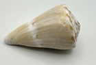 Beautiful 70mm Conus Namocanus Ivory Color Form Cone Shell Mauve Aperture