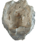 Vtg  Natural Authentic Fossilized Oyster Est   To Be 15 And 50 Million Years Old