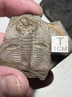 Fossil Trilobite Bristolia Insolens Marble Mountains Cambrian California