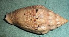 Ra Rfm 78895 Large   Nice Voluta Demarcoi Olsson 1965 85 4 Mm Dredged In Sand At