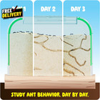 Ant Farm Kit For Kids  Farms Colony  Includes Ants Voucher  Sand Habitat Kits