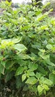 Belladonna   Deadly Nightshade   Atropa Dried Herb Wicca  Witchcraft 1 4 Oz