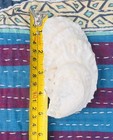 25 Xl 4     Cleaned  Oyster Shells For Crafts And Decor