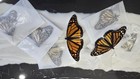 Lot Of 4 Danaus Plexippus monarch Butterfly  Unmounted 