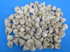 Ocean Sea Shell Lot Of 40 Beautiful Trochus Pearled For Craft  Nautical
