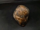 Real Permineralized Reptile Egg Fossil 