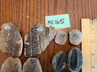 Mazon Creek Fossils      Lot Of 6 Pairs Of Plants      See Photos     mc165