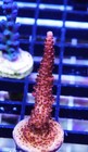    clearance    Pc Rainbow Acropora Frag Zoanthids Sps Lps Corals  1-2 Inches