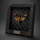 Death Moth Taxidermy Framed Real Death Head Moth Acherontia Skull Specimen