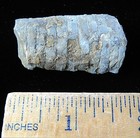 Cephalopod Fossil-1 5 8 -cameroceras Inaequabile- Ordovician- Cincinnati  Ohio