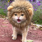 Cat Cosplay Dress Up Pet Hat Lion Mane For Cat Puppy Lion Wig Costume