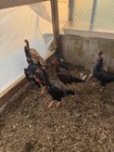 6  Chicken Hatching Eggs
