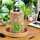 Brazilian Wood Mini Brazil Lucky Wood Hydroponic Potted Indoor Home Decor Gift