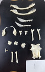 Eastern Diamond Back Rattlesnake Skull Kit Skeleton Taxidermy Bone Art Reptile
