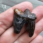 Extinct Jaguar Carnassial Fossil Tooth Florida Ice Age Not Smilodon Cat