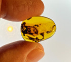 A101 Bu3016 Large Wasp Caught In Webbing    Burmese Amber Burmite 99mya