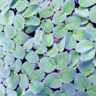 20   Leaf Water Spangles Live Aquarium Plant Buy 2 Get 1 Free Freeship