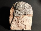 Big  430 Million Year Old  Crinoid Fossil Or Sea Lily Fossil Morocco 1571gr
