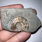 Rare Psiloceras Iridescent Ammonite Fossil 1 25 Inches Jurassic Dinosaur Era