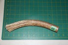 Medium Upper Elk Antler Dog Chew  28   Bone Chews Moose Treats Deer 1218