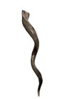 Shofar Yemenite Kudu Horn Set Xxl 40   -44      Free Blesbok Kosher Free Shipping